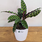 Rattlesnake calatheas with 5.5 inch white decor pot